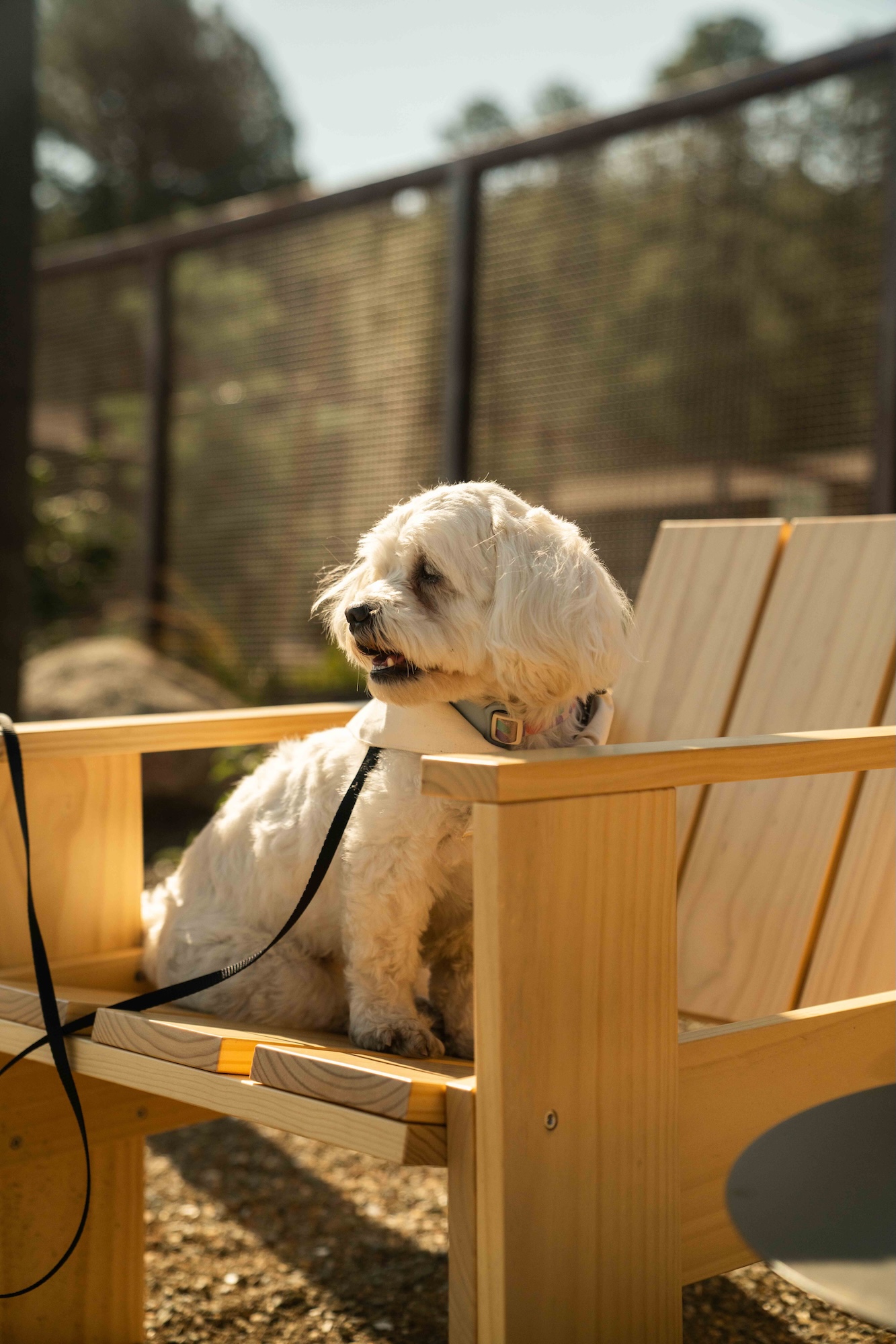Dog sitting on outdoor furniture