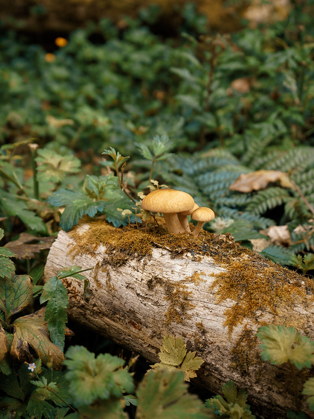 mushroom season