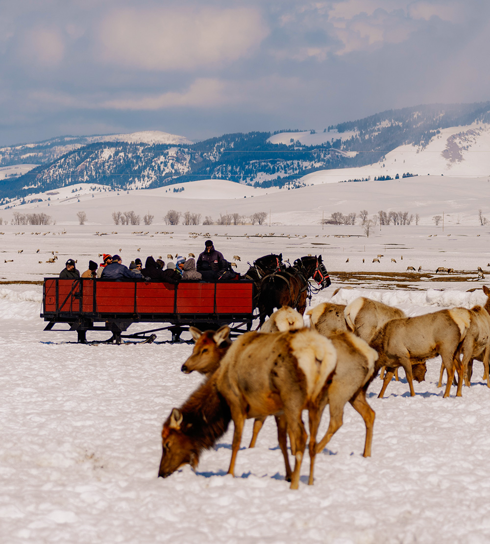 Elk Refuge Sleigh Ride