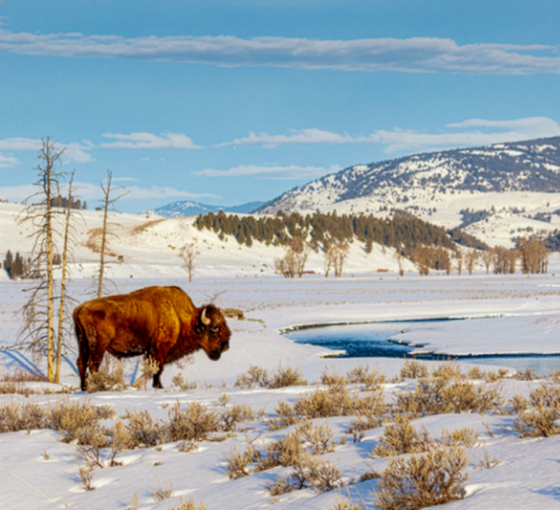 Snow Coach Tour