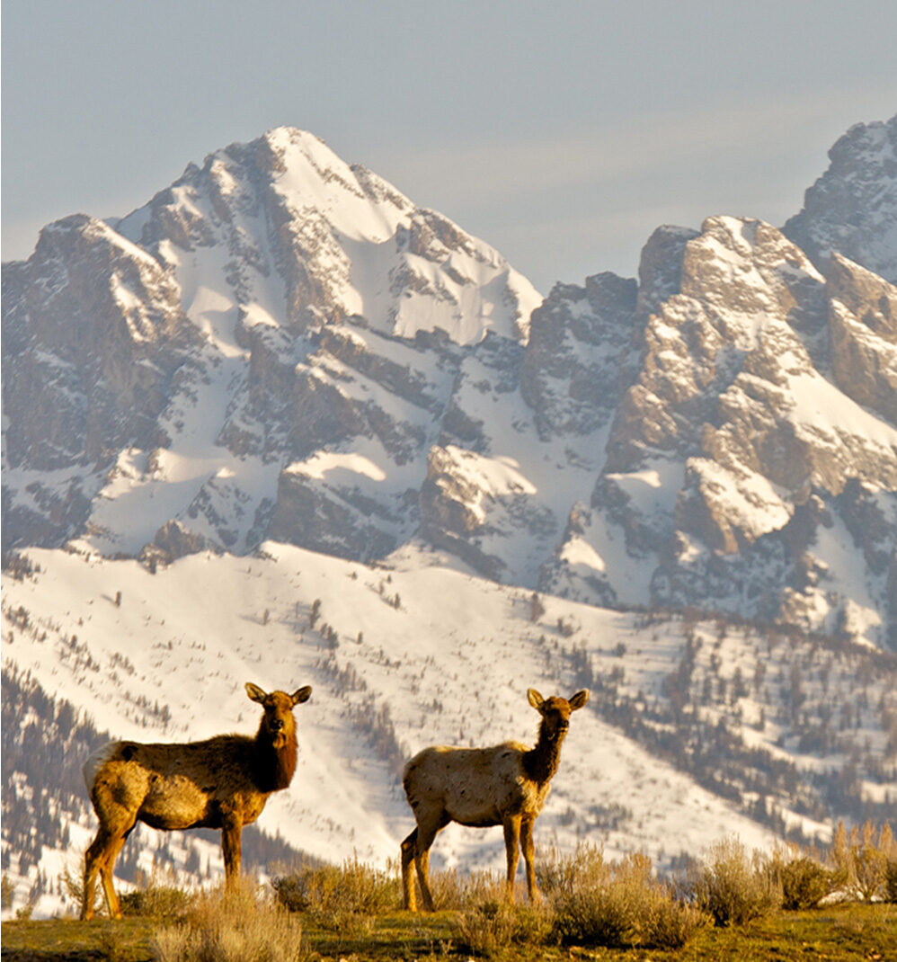 Wildlife Lovers