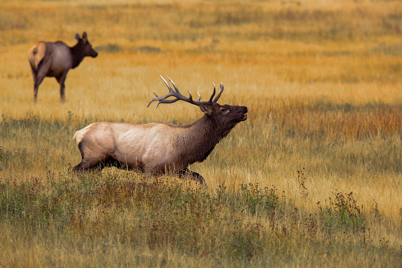 Elk Rut