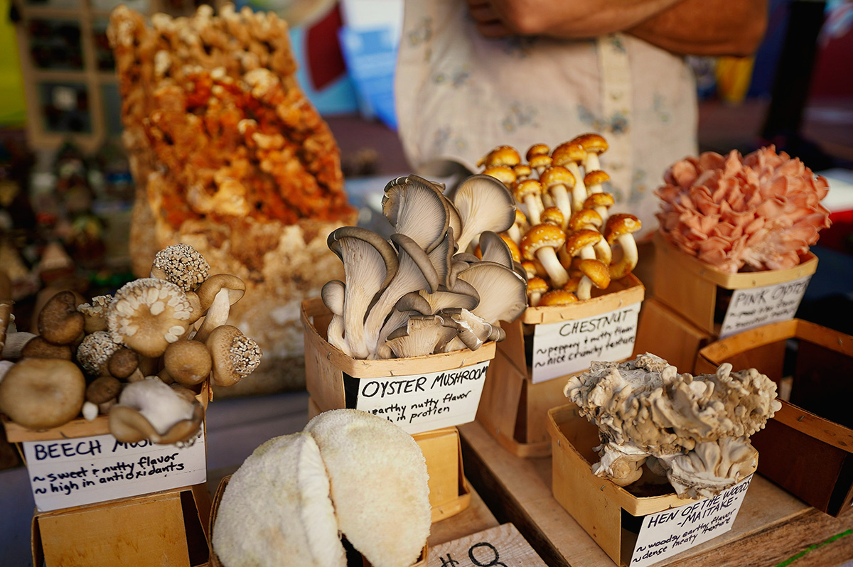 mushroom festival_web