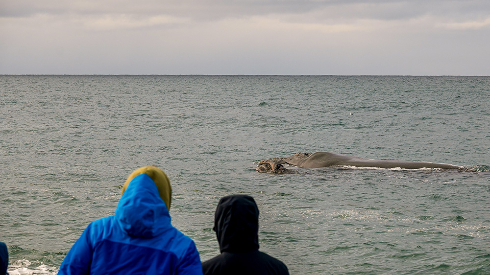 Whale Watching