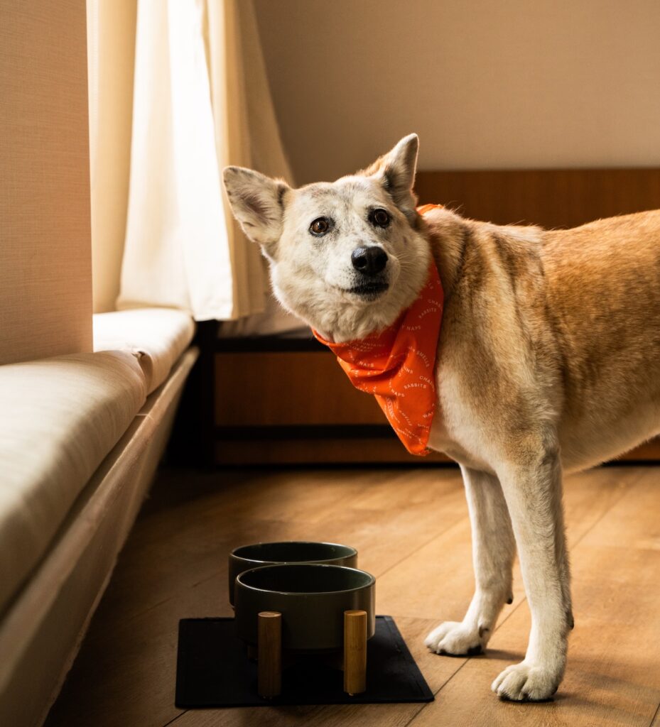 Fetch & Stay