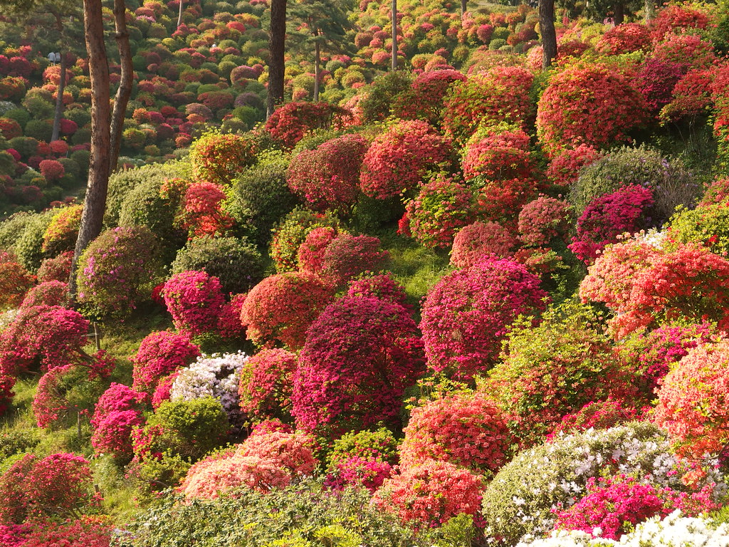 Azalea Festival Wilmington