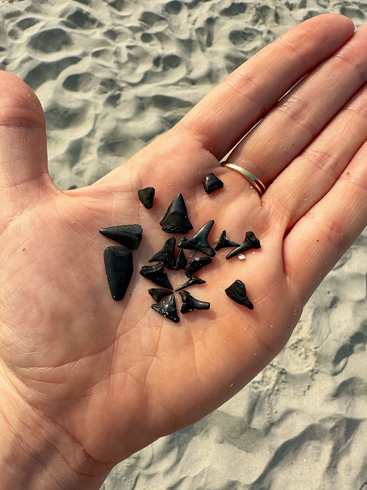 Shark Teeth