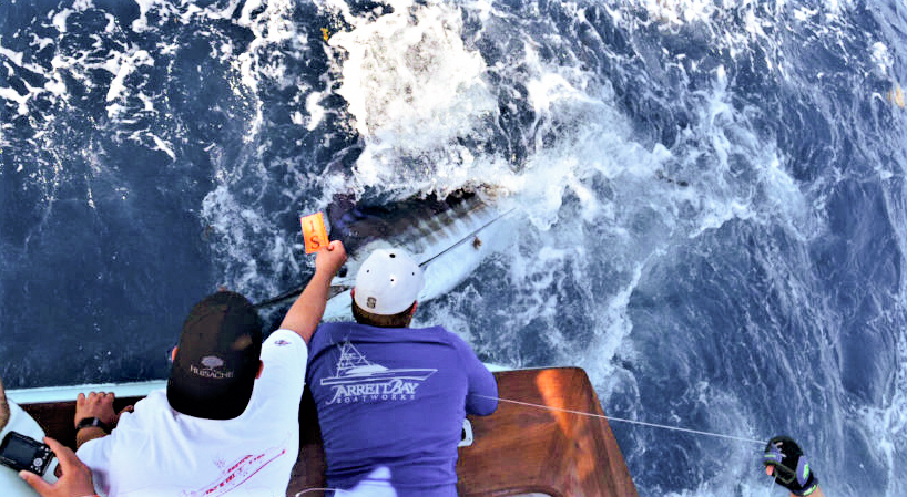 Cape Fear Blue Marlin Tournament